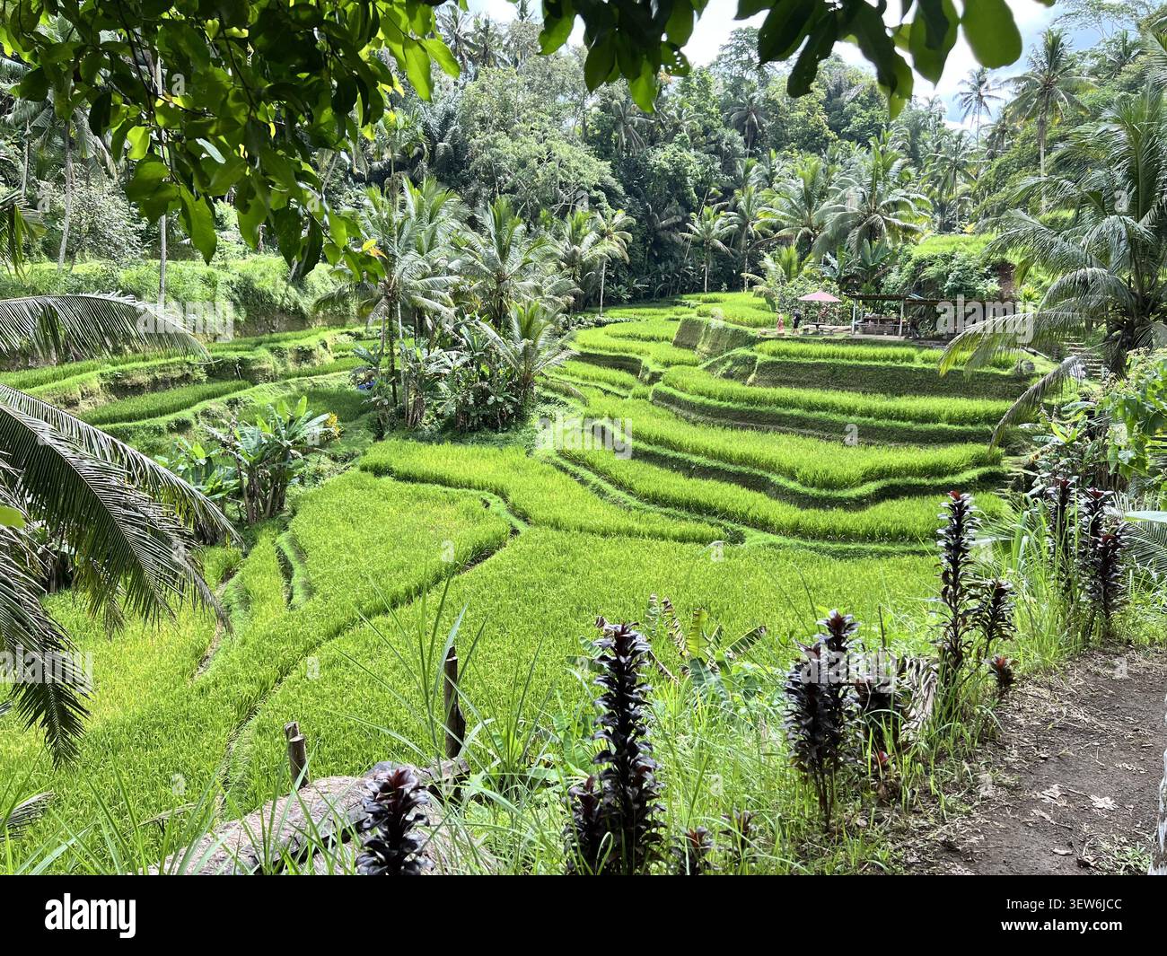 Lussureggianti campi di riso terrazzati circondati da giungla tropicale e piante esotiche al Tegallalang Rice Terrace, Ubud, Bali, Indonesia. - Immagine stock catturata con smartphone