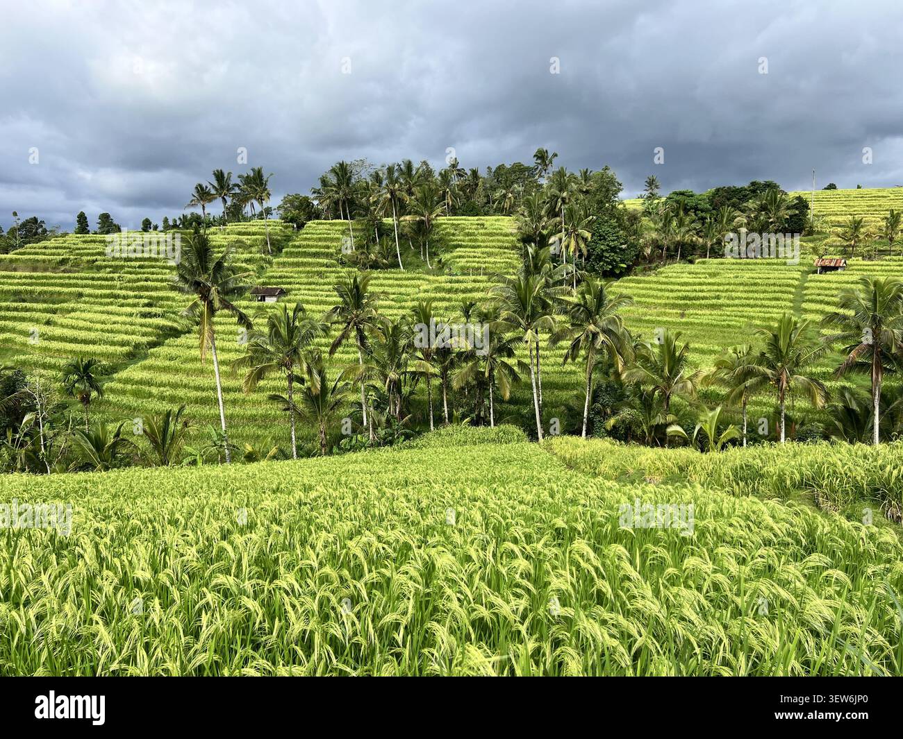 Lussureggianti risaie terrazzate con alte palme da cocco sotto il suggestivo cielo tempestoso a Jatiluwih, sito patrimonio dell'umanità dell'UNESCO, Bali, Indonesia. - Immagine stock catturata con smartphone