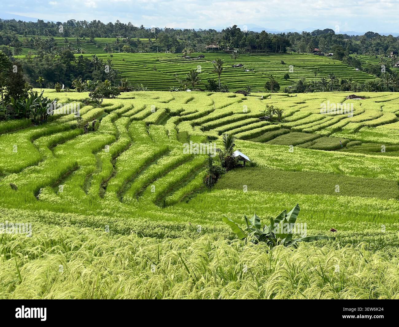 Lussureggianti risaie terrazzate di Jatiluwih, patrimonio dell'umanità dell'UNESCO, che si estendono tra i pendii collinari, Tabanan, Bali, Indonesia. - Immagine stock catturata con smartphone