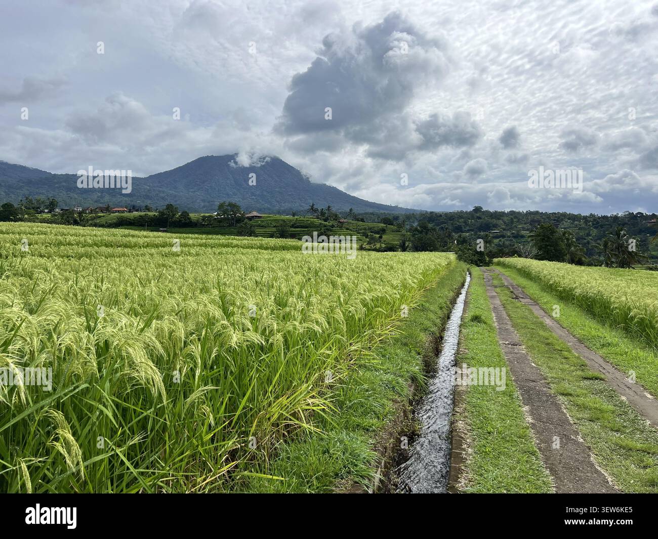 Risaia dorata a maturazione con canale di irrigazione tradizionale e sentiero che conduce alla vetta vulcanica del Monte Batukaru - Immagine stock catturata con smartphone