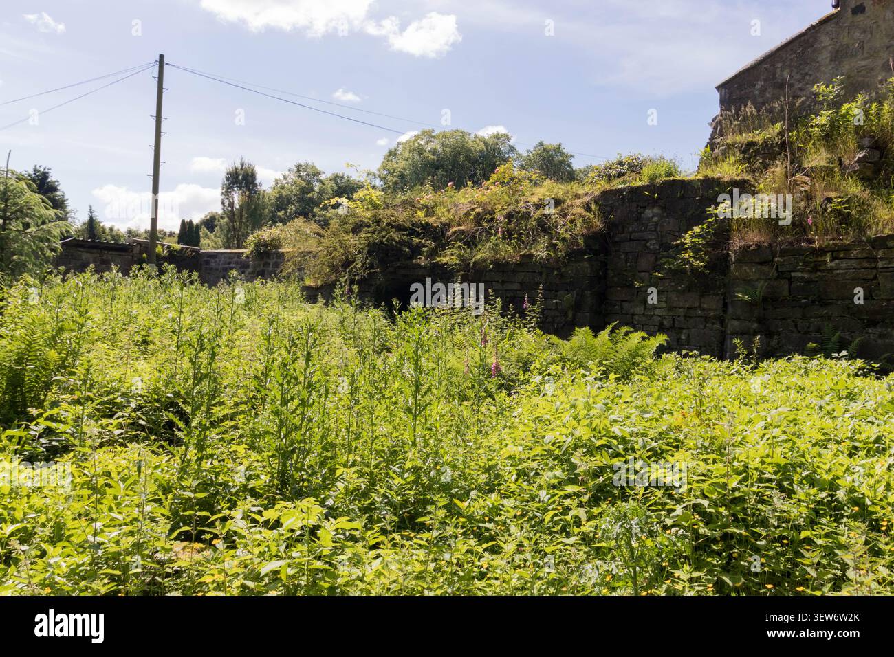 Rovine ricoperte dalla vegetazione del castello di Colzium, Kilsyth, Scozia Foto Stock