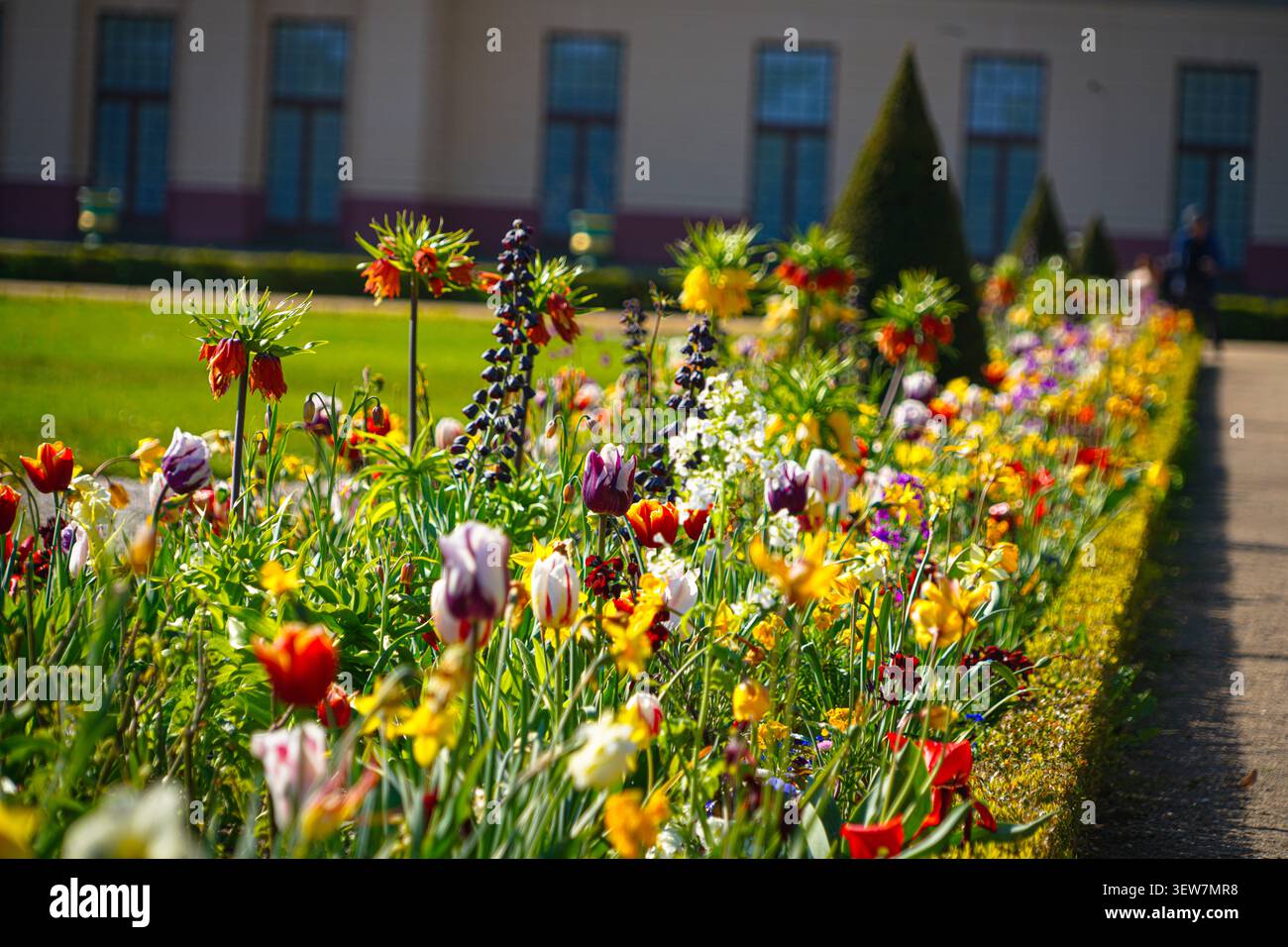 Tulipi colorati e aiuola di fiori corona imperiale nel giardino del palazzo di Charlottenburg, Berlino, Germania Foto Stock