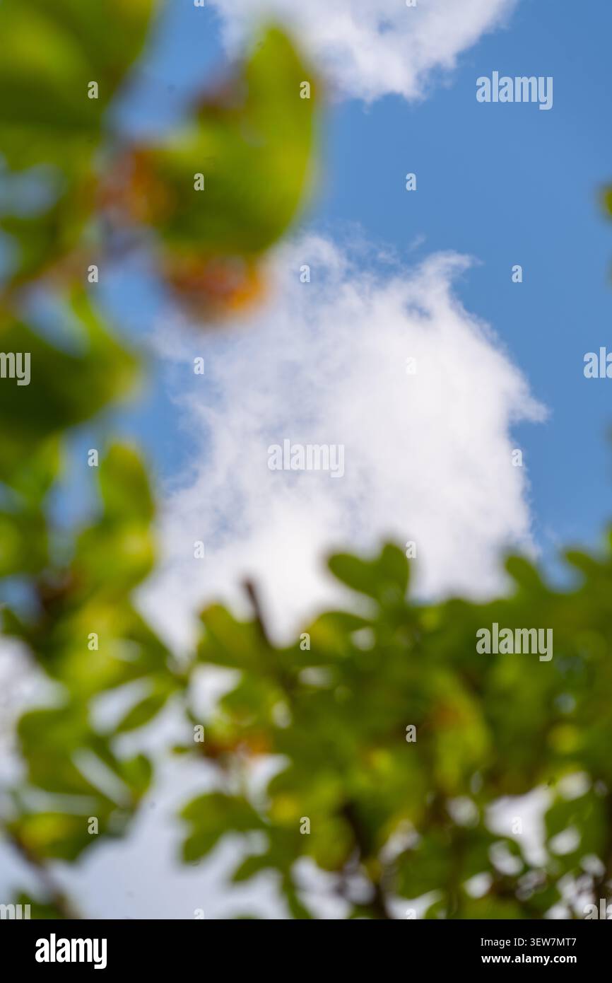 Foglie sfocate oniriche che incorniciano nuvole morbide e un cielo blu, sfondo di atmosfera eterea della natura Foto Stock