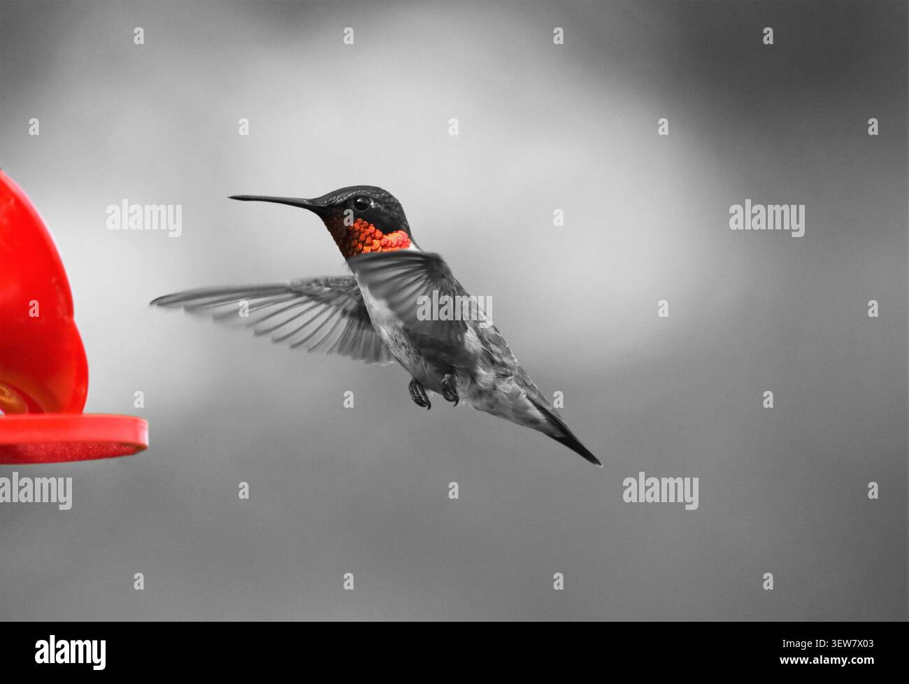 Colore selettivo, gola rossa di colibrì rubino, rosso vivace e selettivo si distingue sullo sfondo bianco e nero Foto Stock