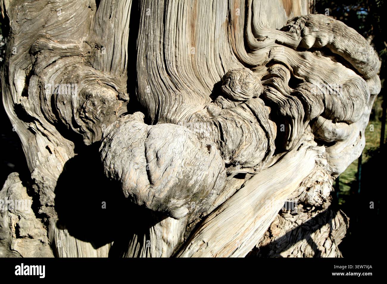 Un primo piano di un antico burrone di alberi, la sua superficie in legno marrone-grigio pallido ricoperta da motivi intrecciati e intrecciati, tra cui la grana verticale fine e il TH Foto Stock