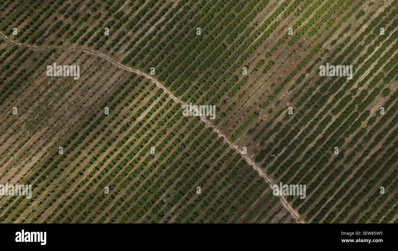 Vista aerea di una piantagione di ciliegi con file di alberi e sistemi di irrigazione agricola in Portogallo. Foto Stock