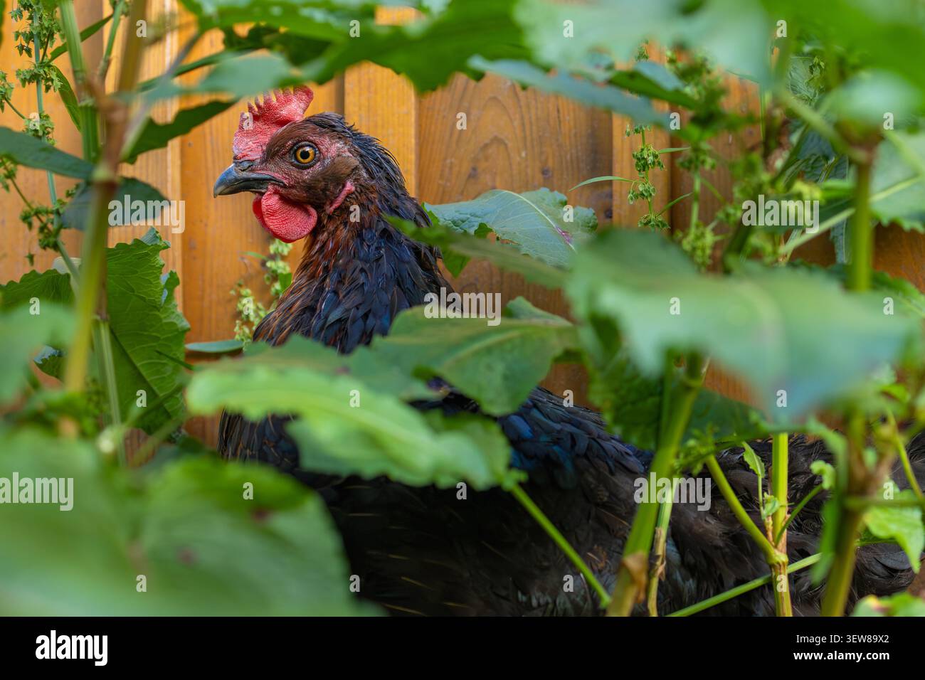 gallina nera nel giardino sul retro circondato da piante Foto Stock