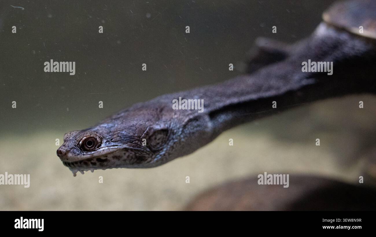 Vista ravvicinata del profilo di una testa di tartaruga con collo di serpente e collo allungato sott'acqua Foto Stock