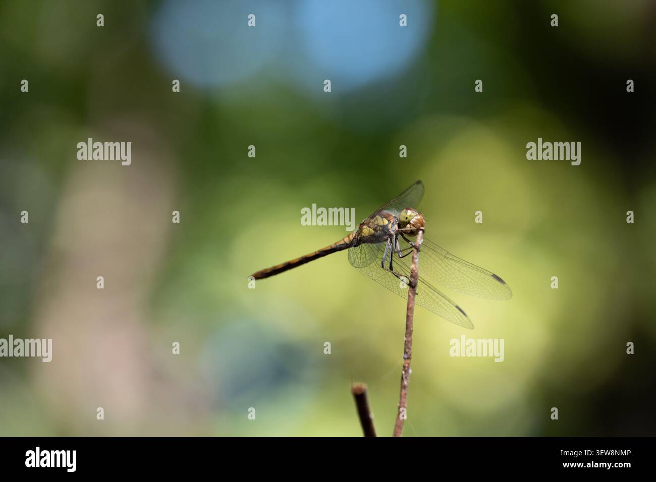 Una libellula poggia su un ramoscello sottile con luce naturale soffusa e uno sfondo verde senza messa a fuoco, creando una tranquilla scena macro all'aperto con bokeh Foto Stock