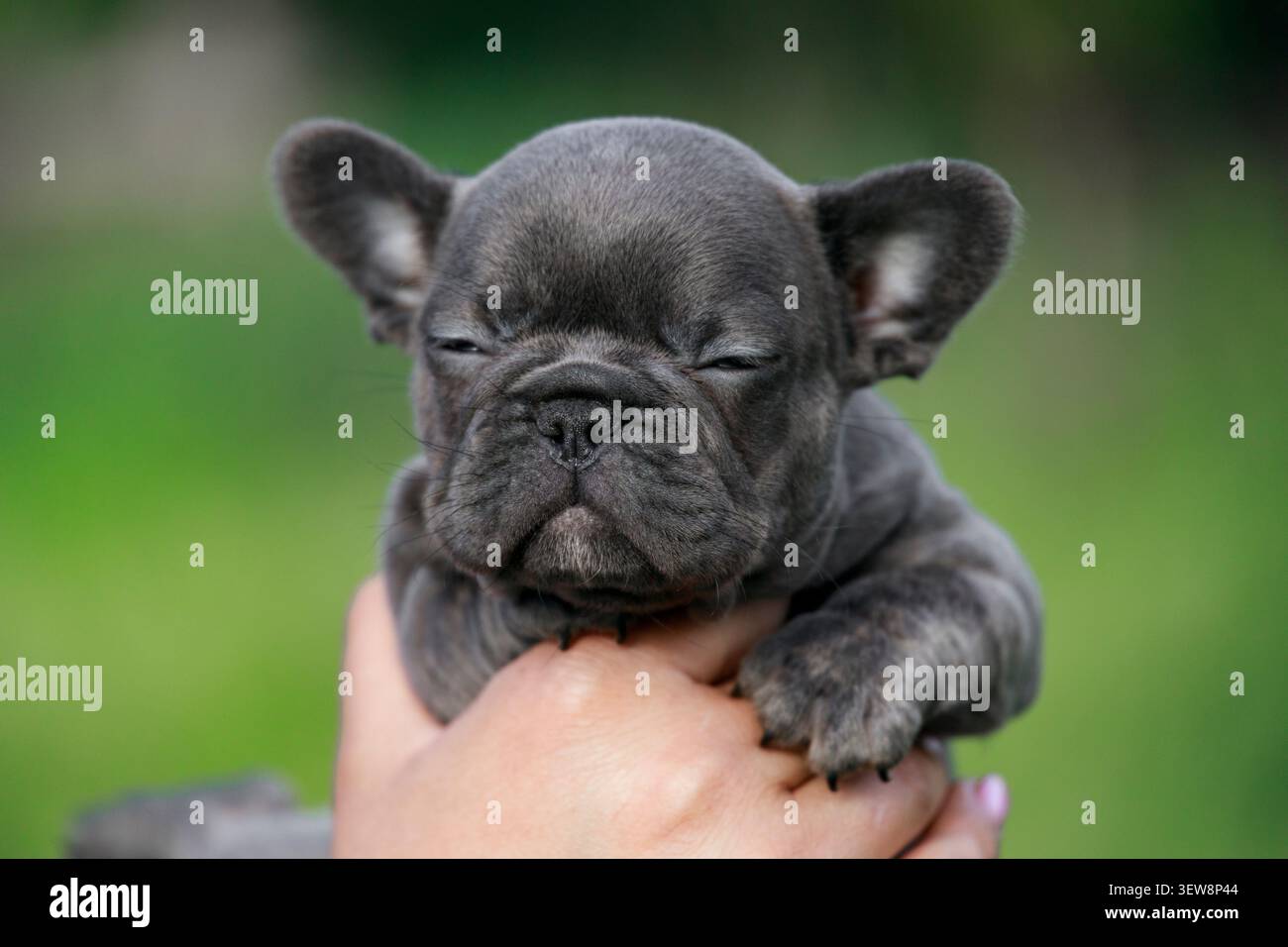 Cucciolo Bulldog francese blu sonnolento che lampeggia in primo piano nelle mani all'aperto Foto Stock