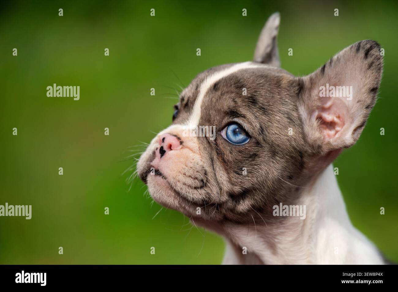 Ritratto del profilo laterale dell'esclusivo cucciolo di Bulldog francese merle rivolto verso l'alto Foto Stock