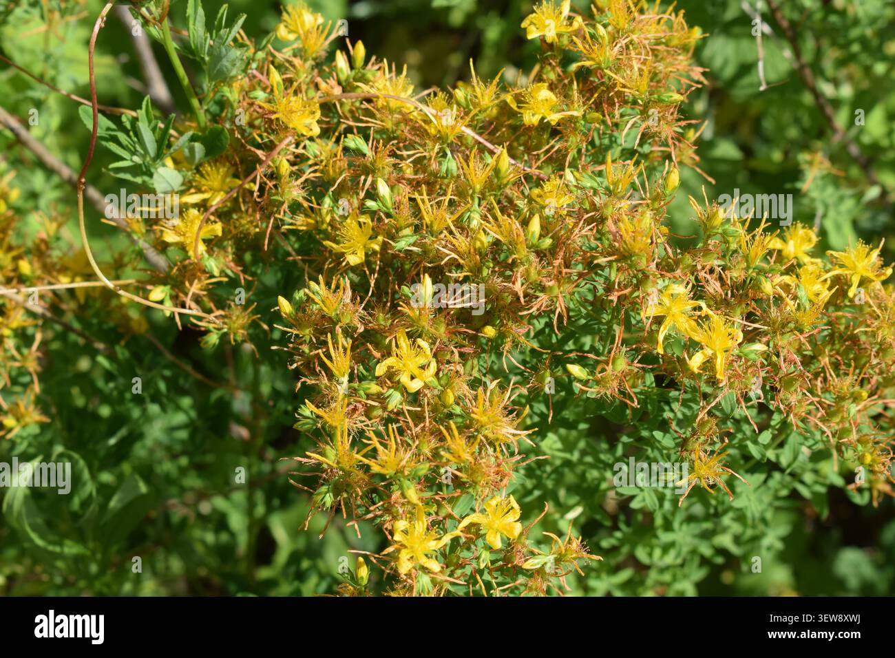 Il giallo dei fiori estivi Foto Stock