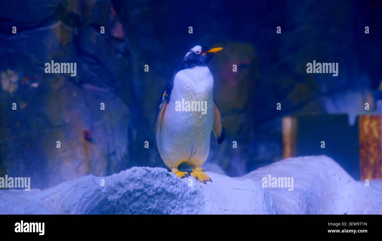 Pinguino Gentoo in piedi sul ghiaccio nell'habitat blu Foto Stock
