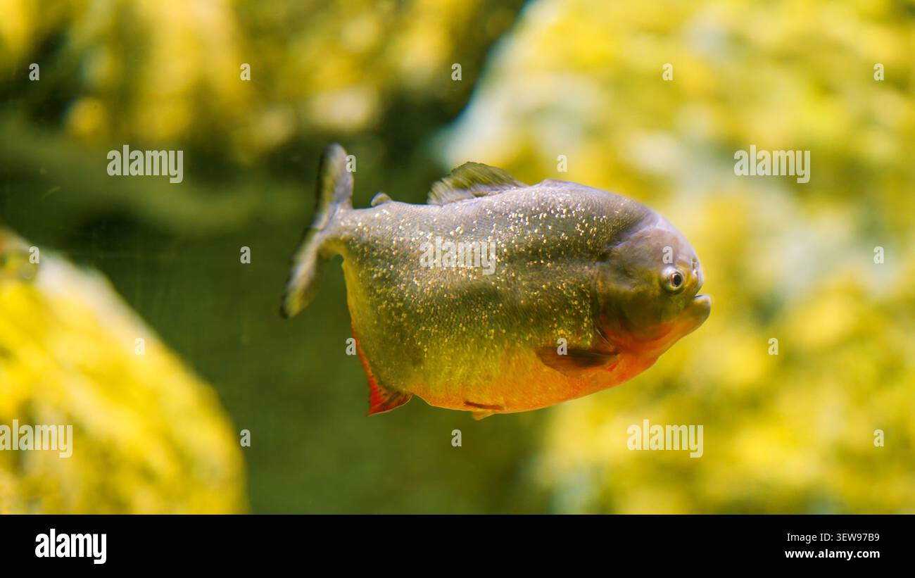 Piranha nuota in un habitat d'acqua dolce con riflessi dorati Foto Stock