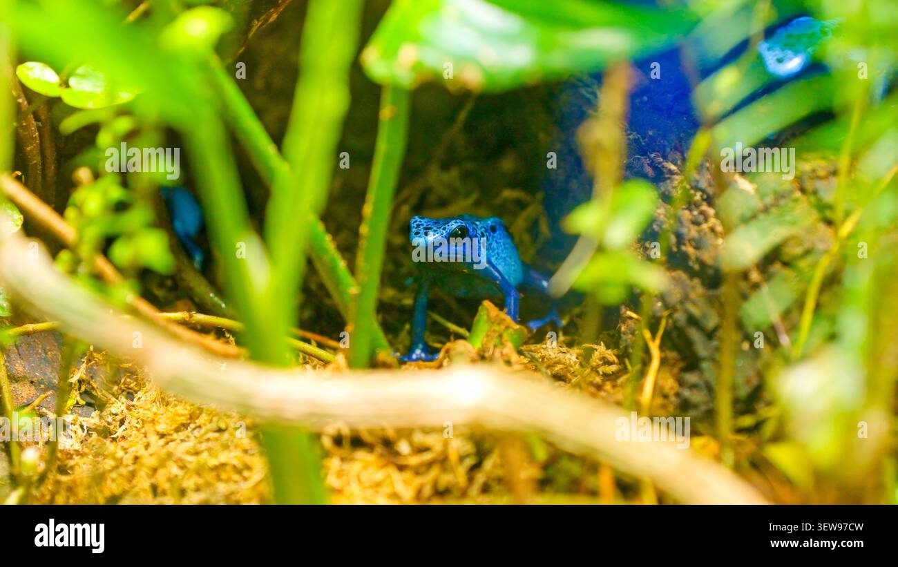 Rana veleno blu che trova riparo nel verde lussureggiante Foto Stock
