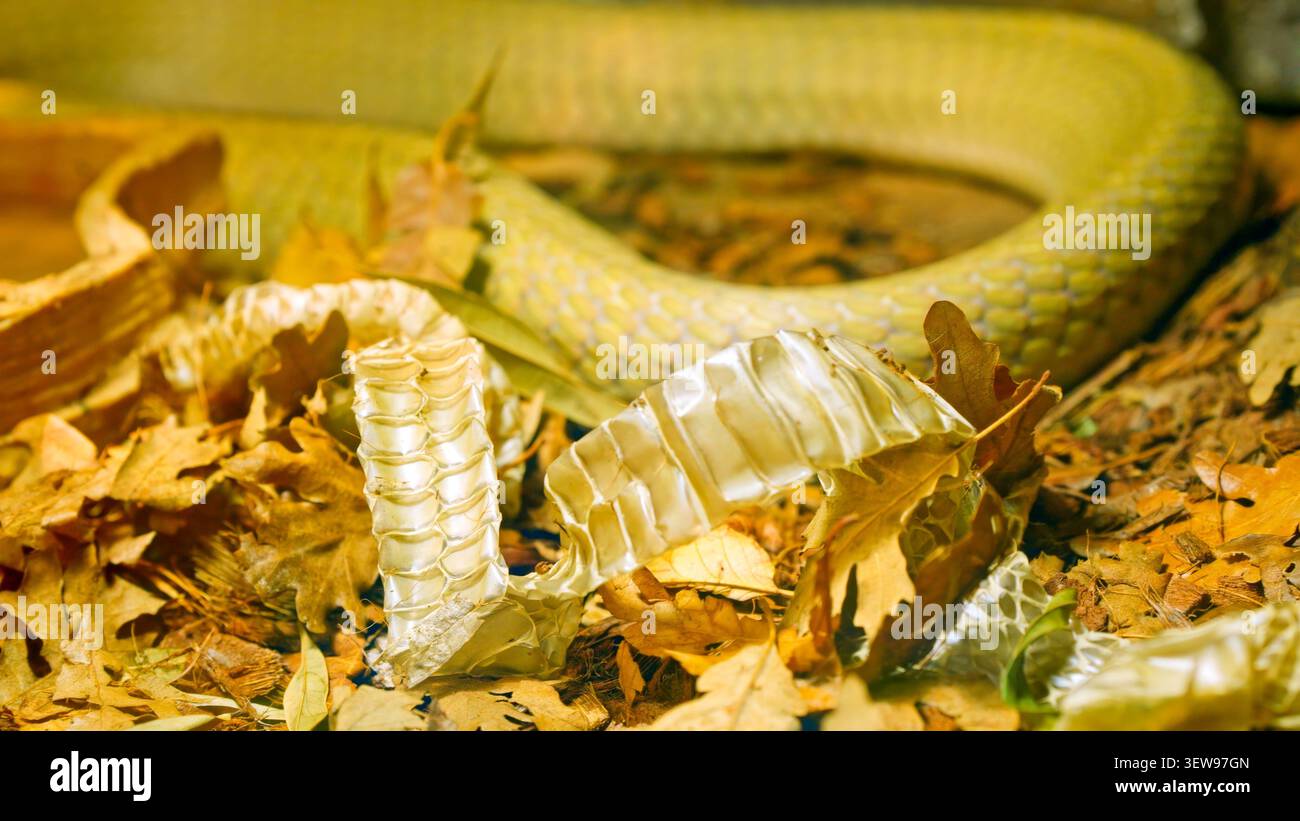 Il serpente che sparge la pelle su foglie secche significa rinnovamento Foto Stock