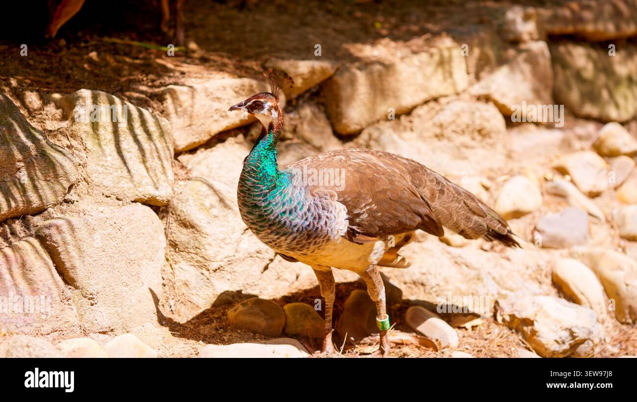 Peahen che cammina all'aperto tra rocce e ombre Foto Stock