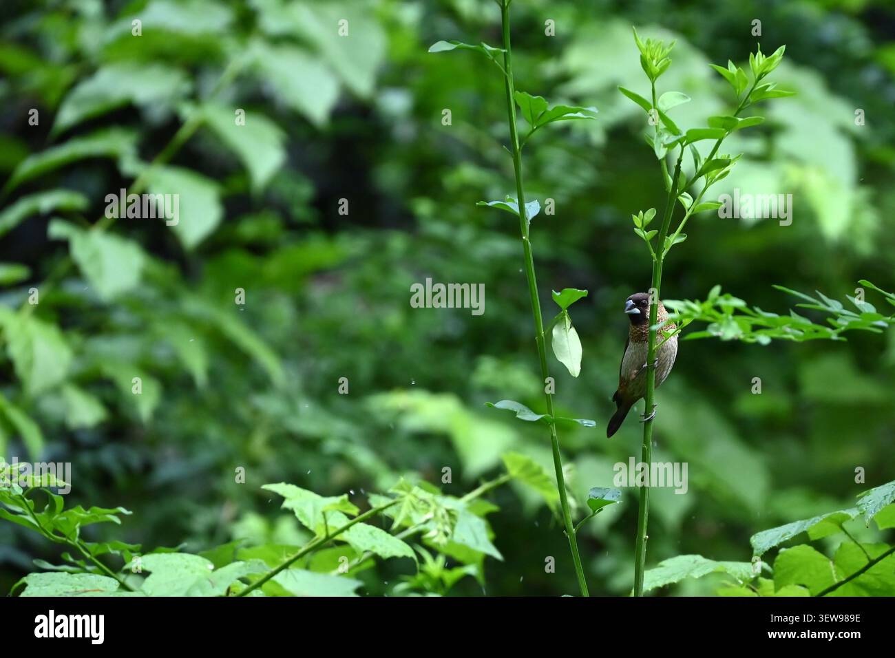 Una piccola munia dal petto scottato si trova su un sottile gambo verde in una foresta vivace Foto Stock
