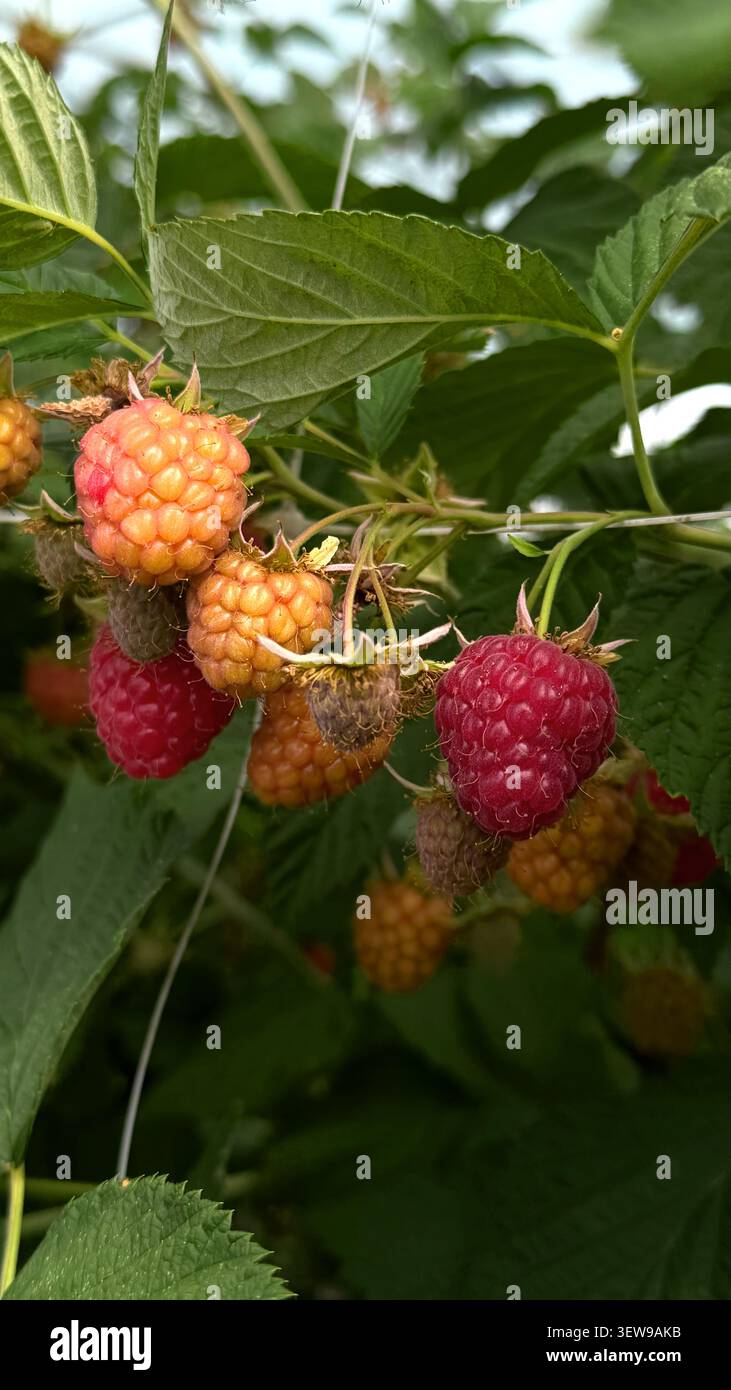 Lamponi maturi e acuri in vari colori appesi a foglie verdi su un cespuglio in un ambiente naturale all'aperto, che mostra le fasi di crescita della frutta Foto Stock
