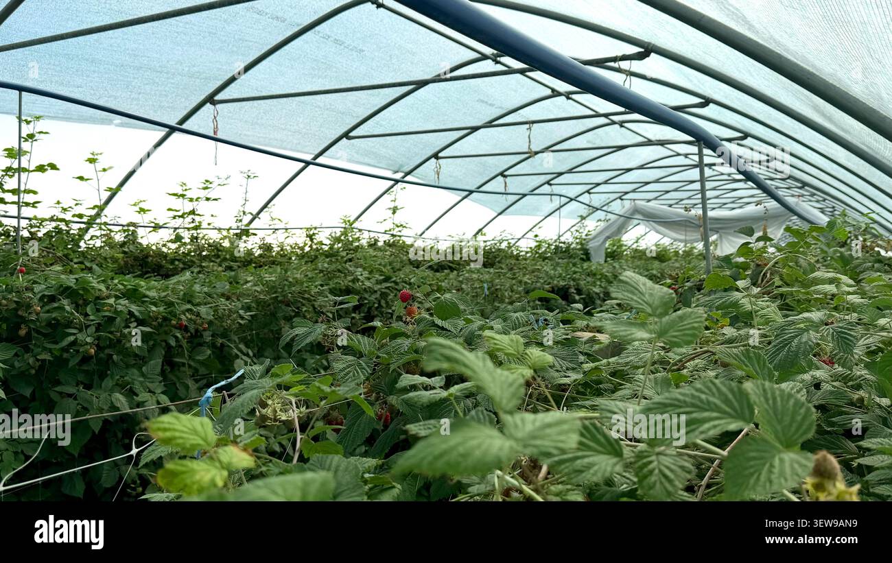 Interno della serra pieno di lussureggianti piante di lamponi sotto un tetto trasparente, che mostra file di vegetazione sana e bacche mature pronte per la raccolta Foto Stock