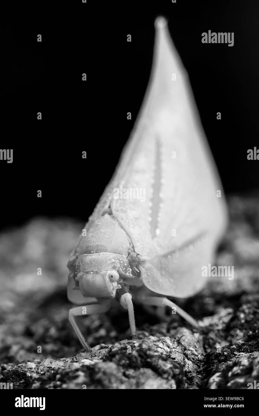 Primo piano in bianco e nero con insetto Leafhopper texture naturali nitide e dettagliate soggetto isolato questa foto macro cattura gli insetti leafhopper Foto Stock