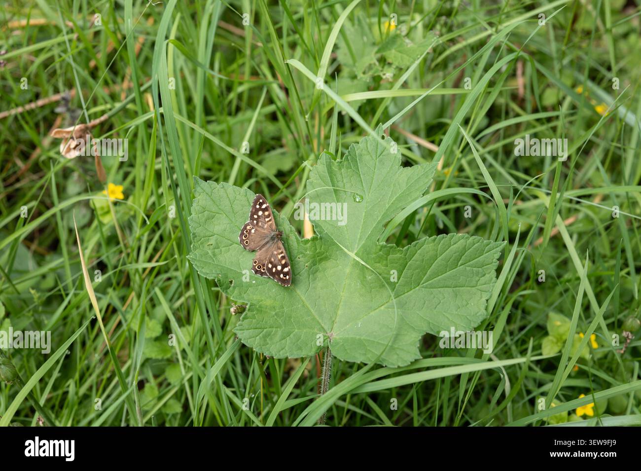 Farfalla in legno macchiato, Foto Stock