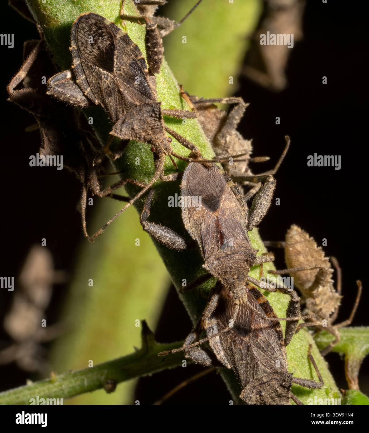 Cimice del ciliegio invernale (Acanthocoris sordidus) cimice dalle zampe fogliose su pianta di pomodoro, Okinawa, Giappone Foto Stock