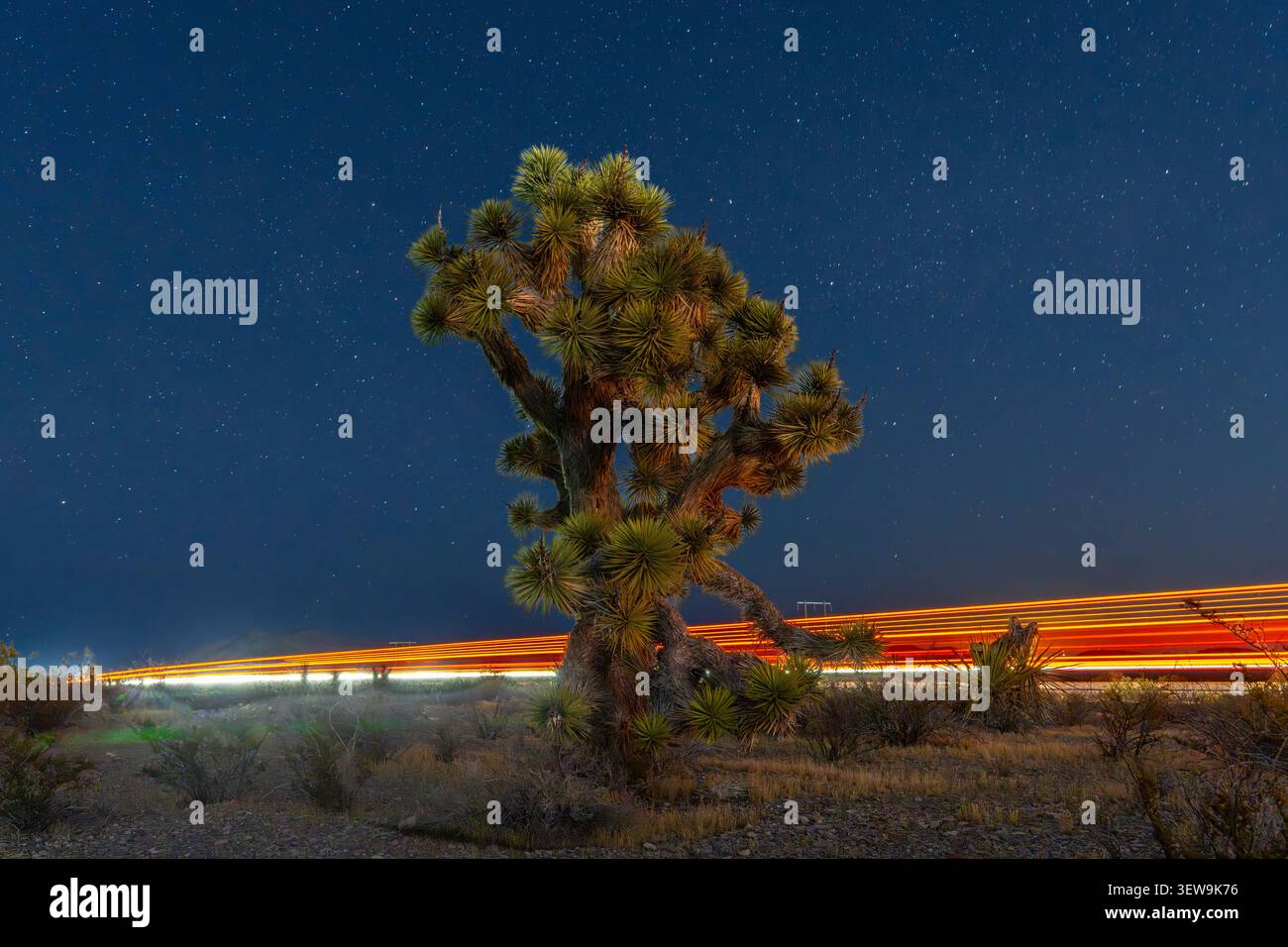 Una Yucca solitaria si erge sotto un cielo pieno di stelle mentre i sentieri di luce rossa e bianca attraversano la tranquilla notte del deserto. Foto Stock