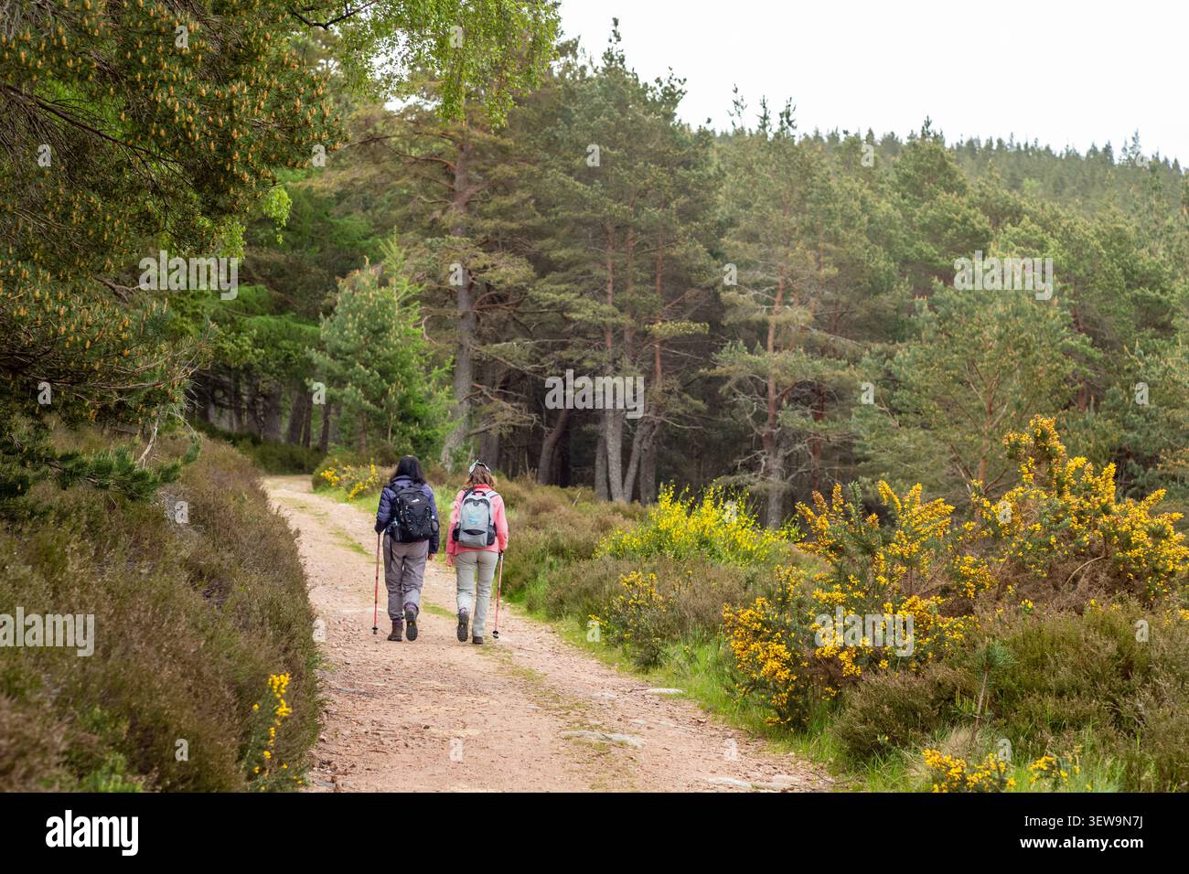 Escursionisti nella riserva naturale nazionale di Glen Tanar, Aberdeenshire, Scozia Foto Stock