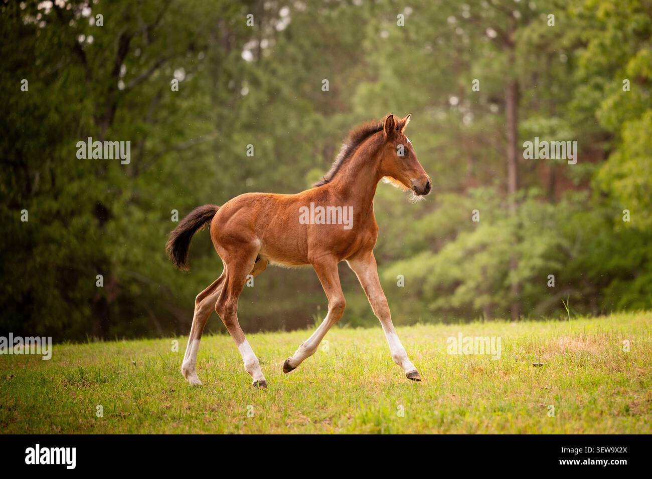 Un giovane puledro corre liberamente in un pascolo verde Foto Stock