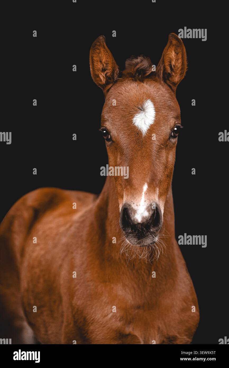 Grazioso puledro di castagno con un segno a forma di cuore Foto Stock