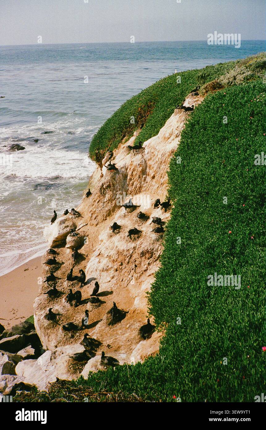 Stormo di cormorani su una soleggiata scogliera dell'oceano Foto Stock