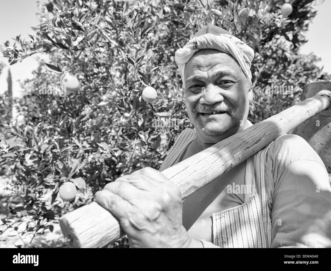 Un vecchio agricoltore sorridente del Medio Oriente che tiene una zappa sulla spalla in un ritratto di agrumeti illuminato dal sole in bianco e nero, ideale per l'agricoltura MENA Foto Stock