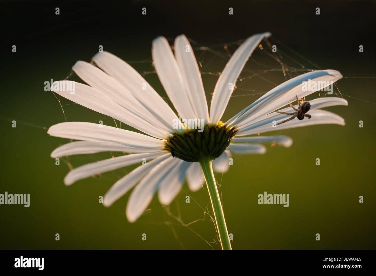 Magerwiesen-Margerite (Leucanthemum vulgare) mit Spinne, margherita occhio di bue con ragno Foto Stock