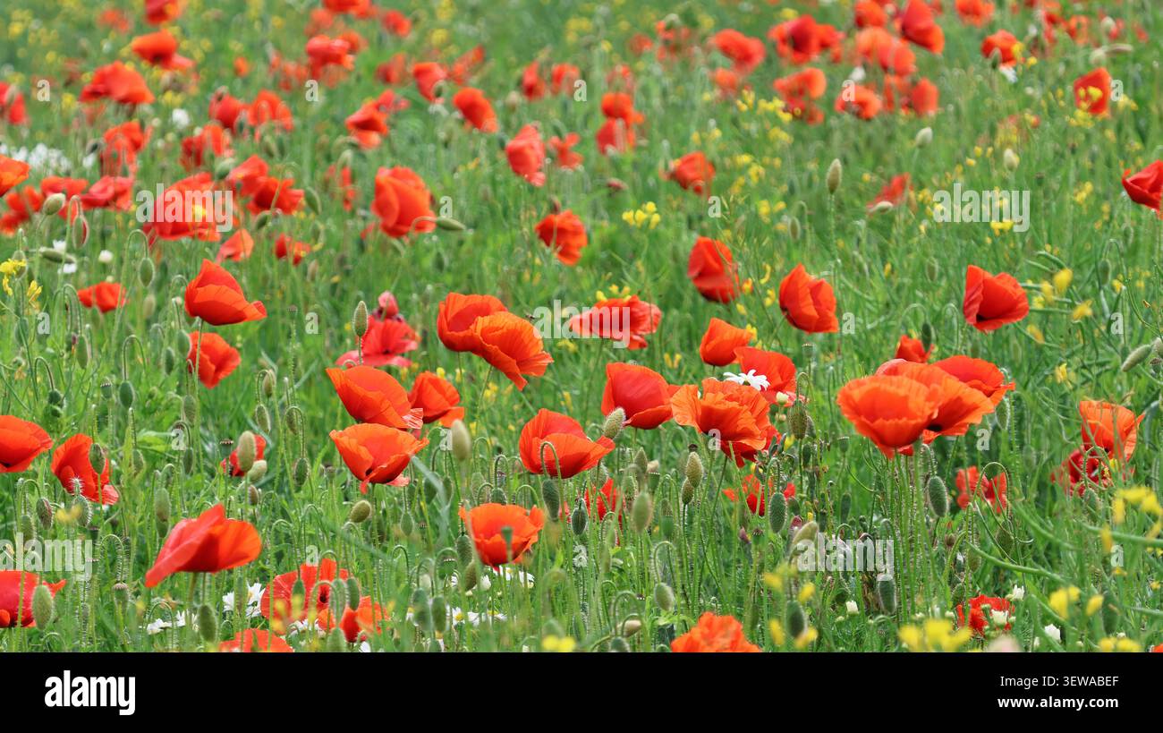 Vista ravvicinata di un vivace prato ricoperto da papaveri rossi in fiore e erbe selvatiche, con vivaci colori primaverili, delicati petali e flo naturale Foto Stock