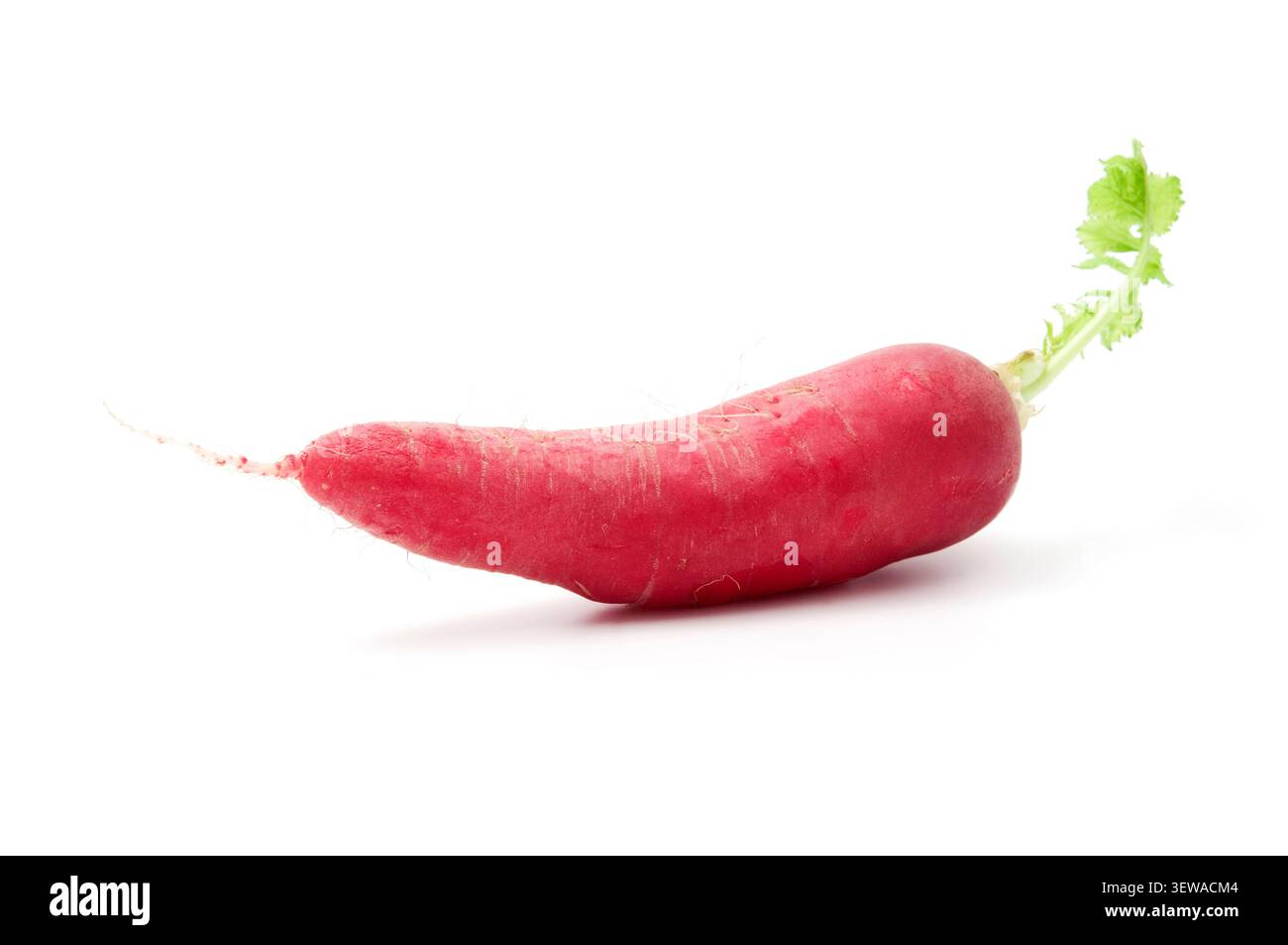 Ravanello rosso allungato singolo (Raphanus sativus) con foglie verdi isolate su sfondo bianco. Foto Stock