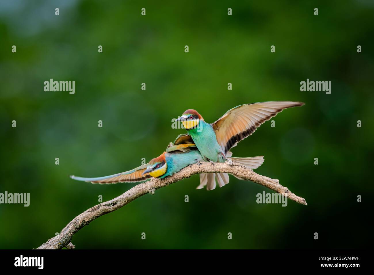 Ero in un nascondiglio portatile quando ho avuto la possibilità di fotografare il coloratissimo mangiatore di api. Aspettano sui posatoi di puntellare gli insetti, ecc., con un'ottima esposizione. Foto Stock