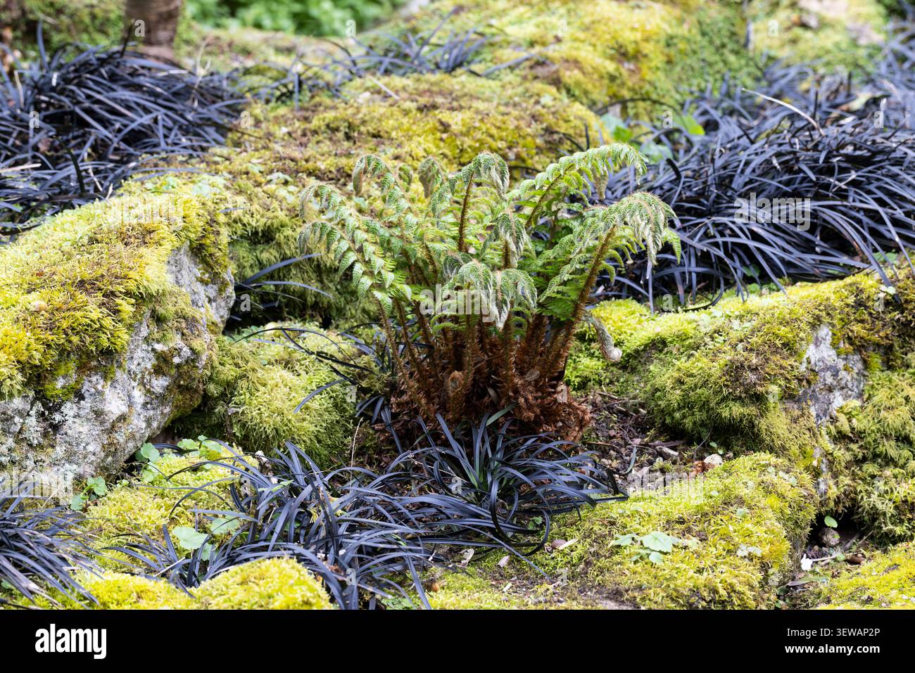 Primo piano di erba nera Ophiopogon mondo, Lilyturf nero, erba nera, felci e muschio in un giardino roccioso inglese, Inghilterra Regno Unito Foto Stock