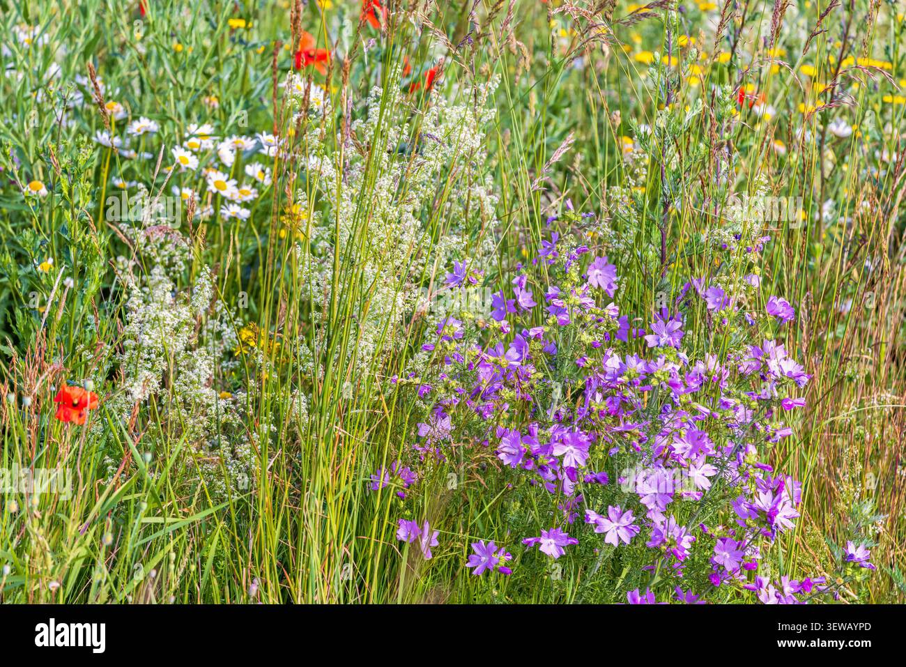 Prato con fiori selvatici in fiore in estate Foto Stock