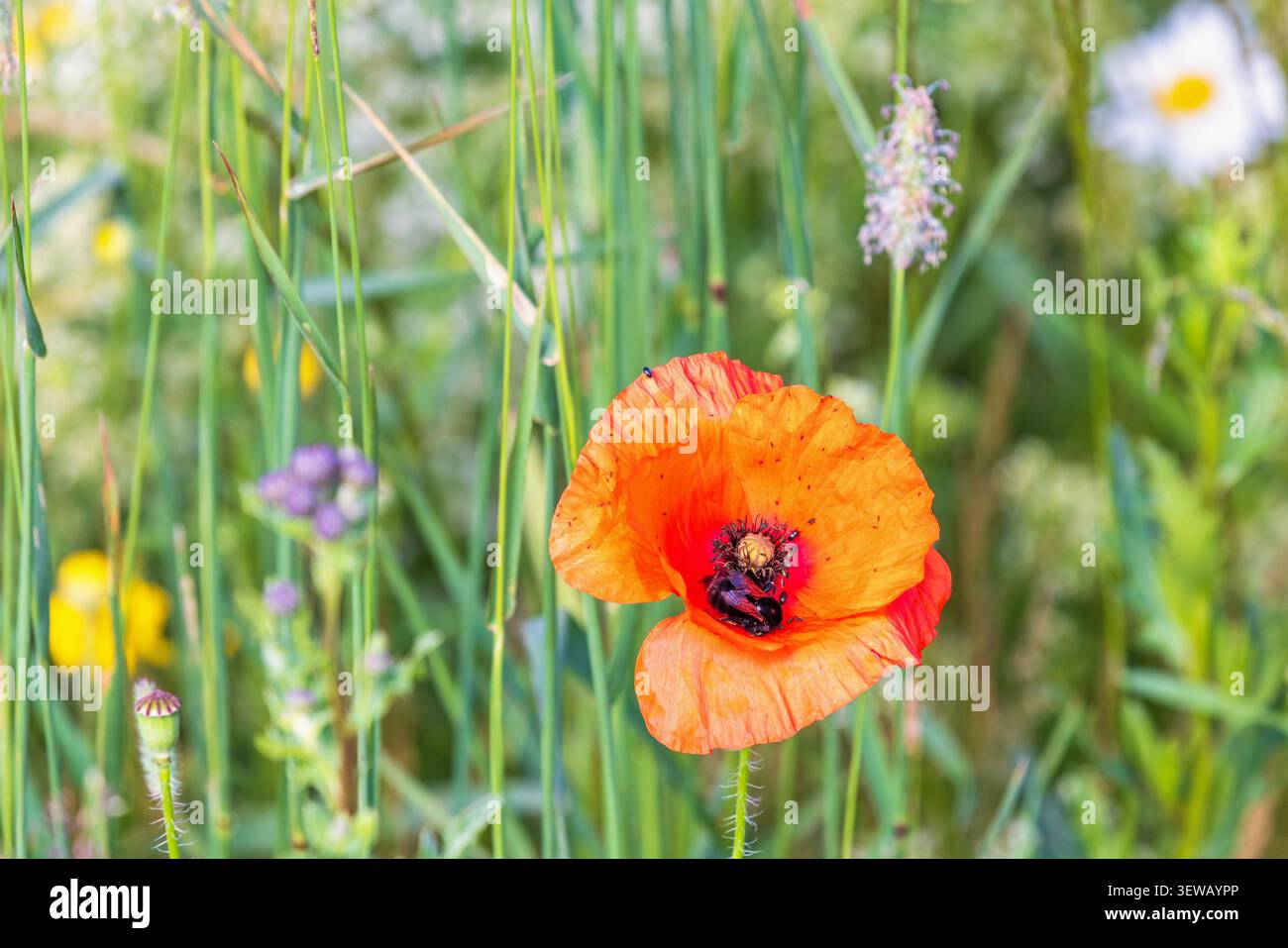 Fiore di papavero fiorito con un bumblebee impollinante Foto Stock