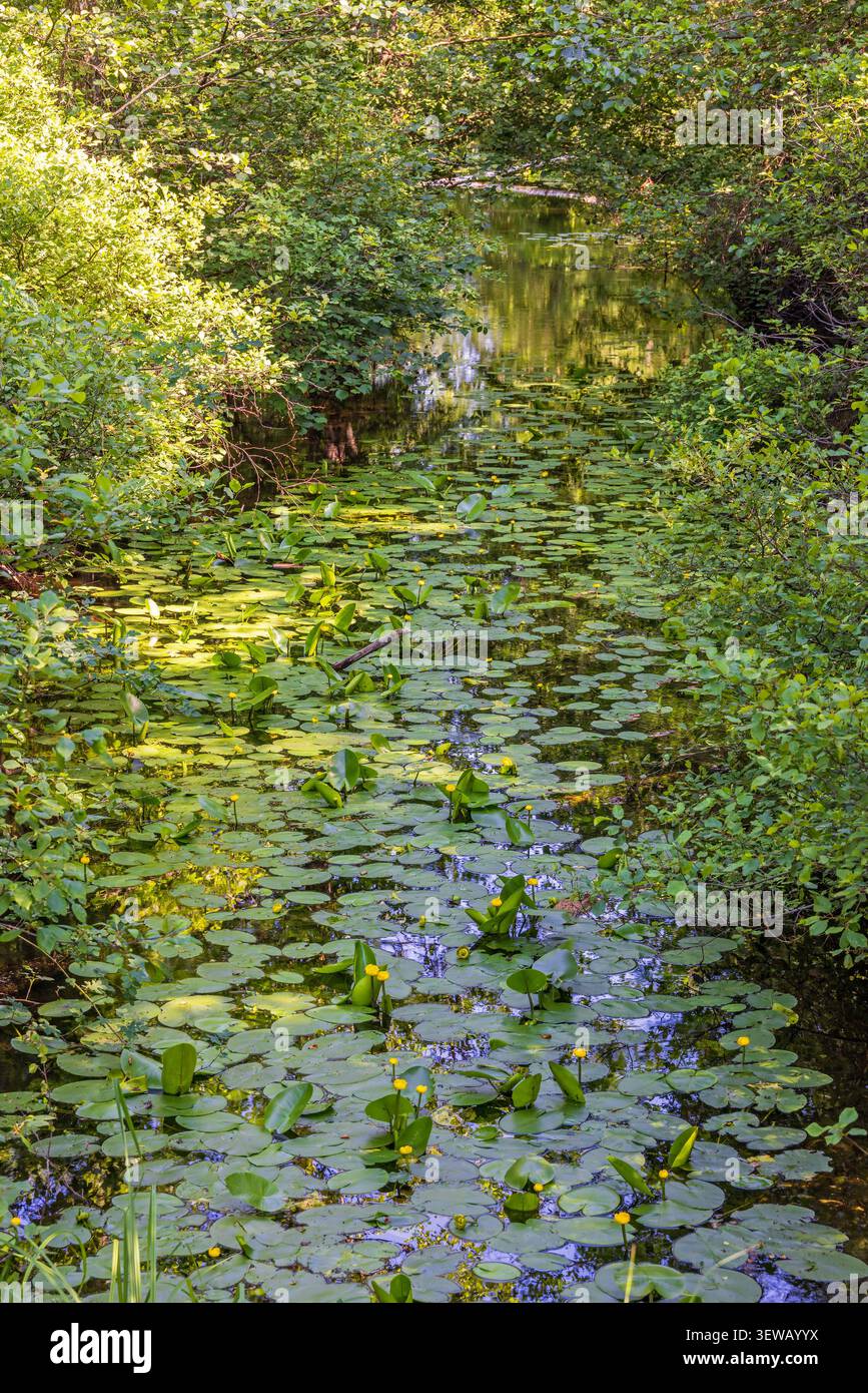 Ruscello in una lussureggiante foresta verde con giglio d'acqua giallo in fiore Foto Stock