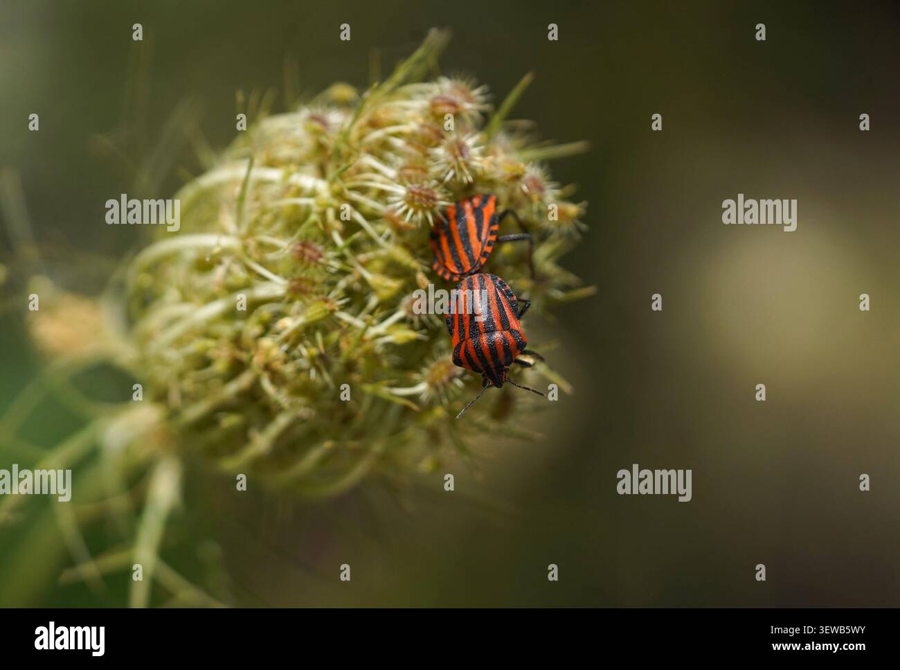 Insetti a strisce, accoppiamento, Graphosoma italicum su carota selvatica, Andalusia, Spagna. Foto Stock