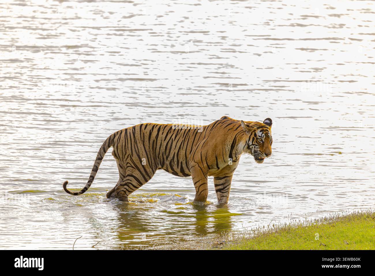 Una tigre del Bengala (Panthera tigris tigris) si raffredda in un lago nella zona 3 del Parco Nazionale di Ranthambore, in India, durante un caldo estivo intenso superiore a 40°C.. Foto Stock