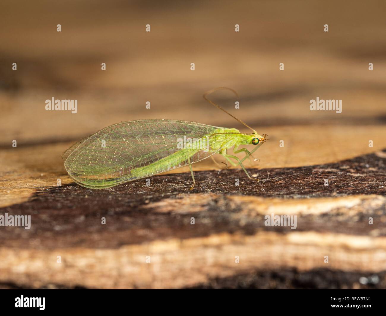 Chrysoperla carnea, insetto liceale verde del Regno Unito, un predatore afido e un insetto da giardino del Regno Unito Foto Stock