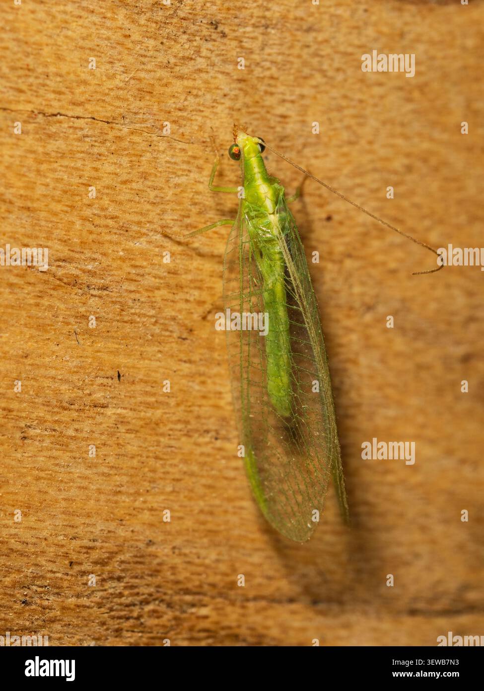 Chrysoperla carnea, insetto liceale verde del Regno Unito, un predatore afido e un insetto da giardino del Regno Unito Foto Stock