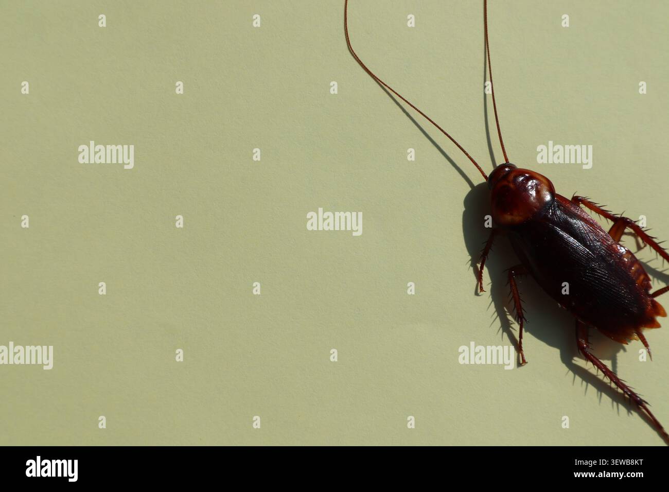 Scarafaggio morto isolato su sfondo bianco. Foto Stock