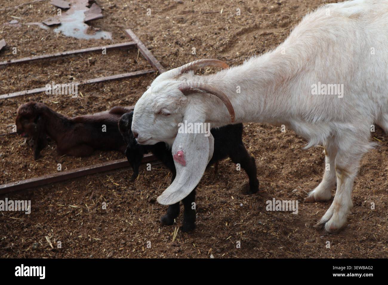 Capre in un allevamento di bestiame. Allevamento di animali da allevamento. Foto Stock