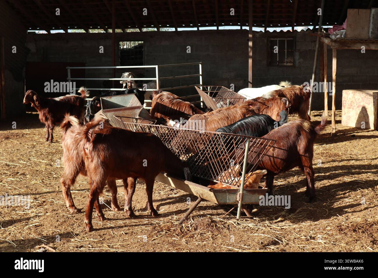 Una mandria di capre in un allevamento di bestiame. Foto Stock