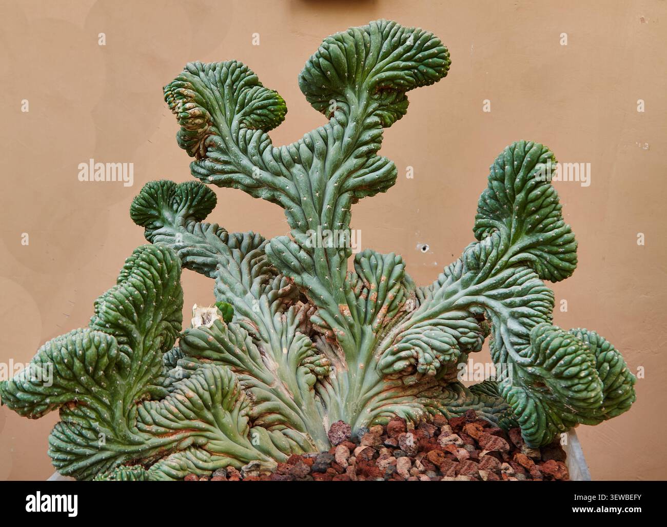 Myrtillocactus geometrizans cristata presenta caratteristici rami ondulati e crestati in un vaso decorativo, adagiati su uno sfondo semplice per enfatizzare Foto Stock
