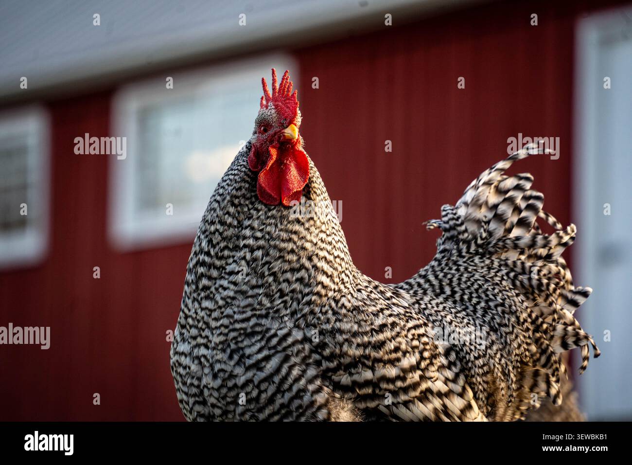 Ritratto di un gallo di roccia di Plymouth barrato presso Oxon Hill Farm nel Maryland con un fienile rosso bokeh come sfondo. Foto Stock